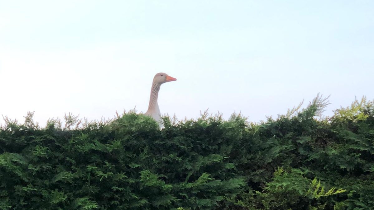 There's a goose on the loose 🦆