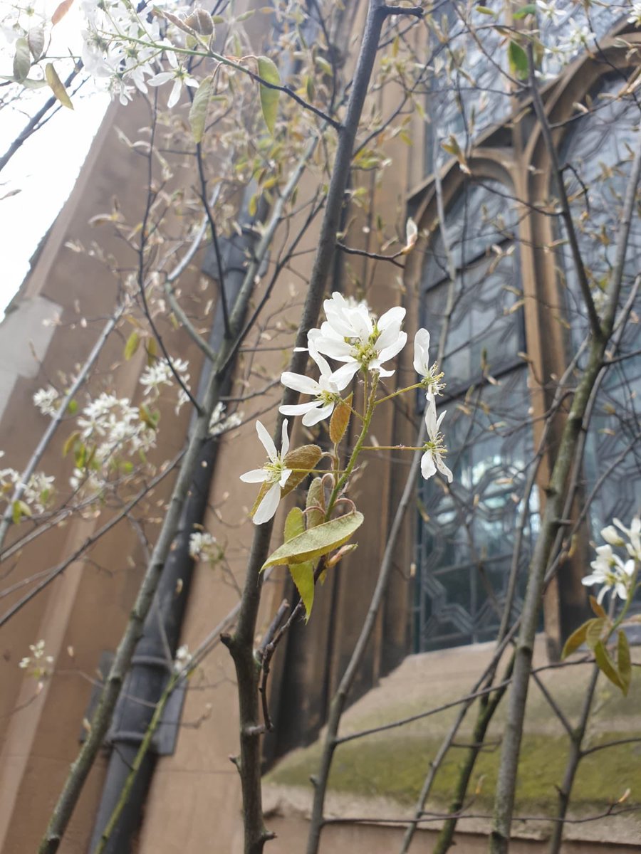 🌿 The Duke also heard how the <a href="/BartsGuild/">Barts Guild</a> Princess Alice garden is still open to patients, offering a calming, tranquil outside space within the hospital grounds. 
 
Social distancing measures have been introduced, to allow the garden to stay open for patients.