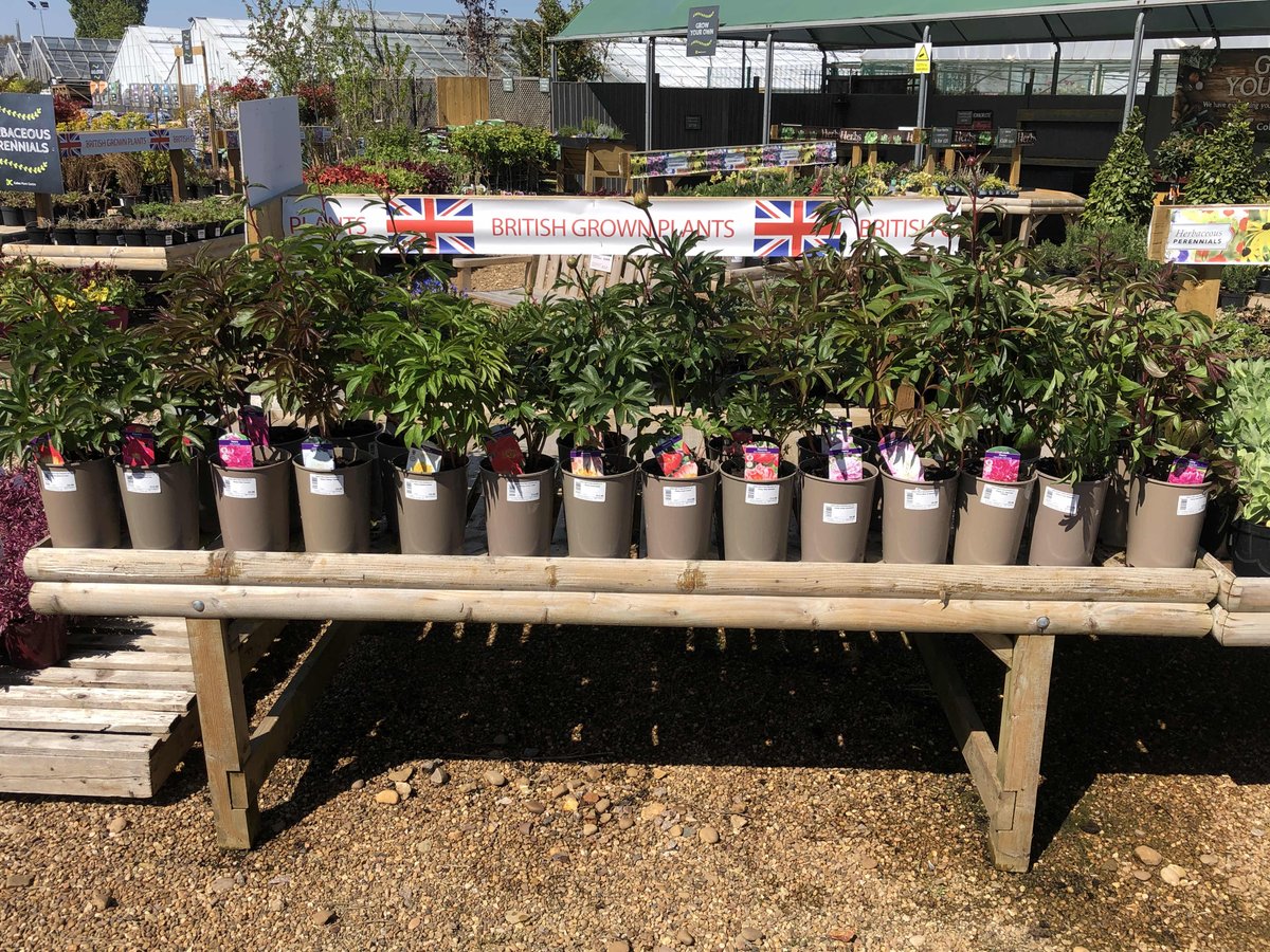 Acers in variety £19.99
Lupins £ 9.99 
Peony’s £9.99 &amp; £12.99