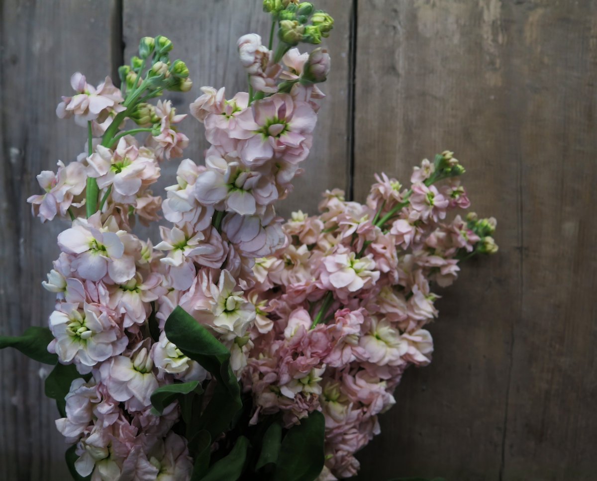 Today's #floweroftheday is another scented favourite.

Sweet smelling stock who's formal flower name is Matthiola & belongs to the cabbage family.

Coming in a range of colours from hot pinks to soft delicate peaches we love using it in our floral designs.

#wildaboutflowers
