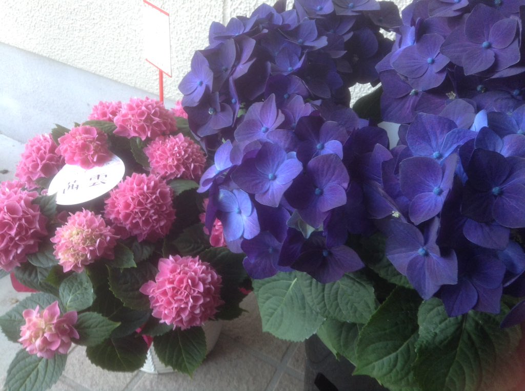 笑今笑 ピンク色の可愛い茜雲の横に 私も連れて帰って と 濃いい紫色の紫陽花が 名前は ディープパープル そのまんま 黒っぽい紫 素敵 ん 紫といえば お家でお花見 笑今笑 ピンク色の可愛い茜雲の横に 私も連れて帰って と 濃いい紫色の紫陽花が 名前は ディープパープル そのまんま 黒っぽい紫 素敵 ん 紫といえば お家でお花見