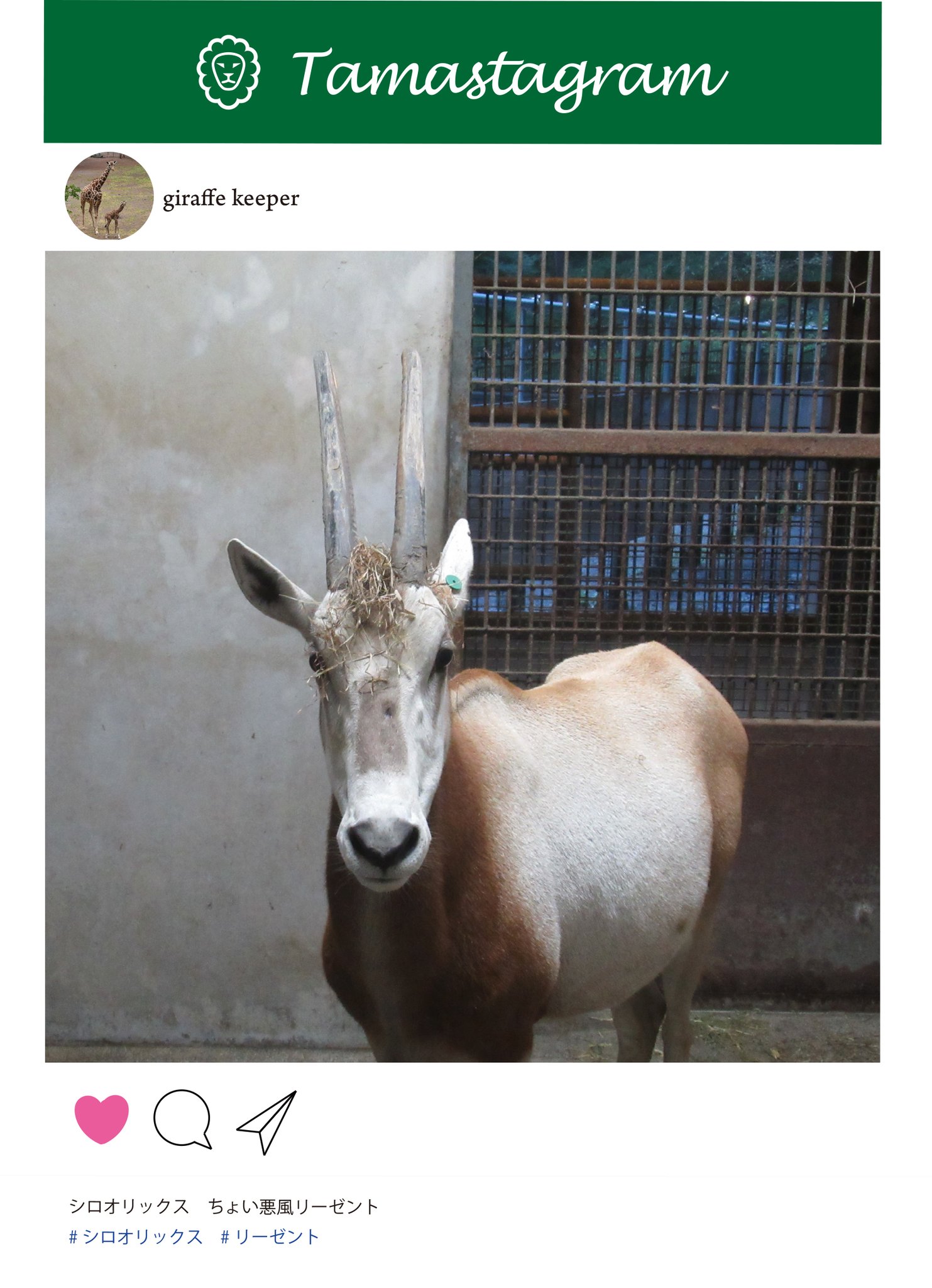 多摩動物公園 公式 シロオリックスの髪型 に関する2連続ツイート その1 飼育の日 秘蔵の写真展 シロオリックス 東京都立動物園 水族園 T Co Bs0vgriy7e Twitter 多摩動物公園 公式 シロオリックスの髪型 に関する2連続ツイート その1 飼育の日 秘蔵の写真展 シロオリックス 東京都立動物園 水族園 T Co Bs0vgriy7e Twitter