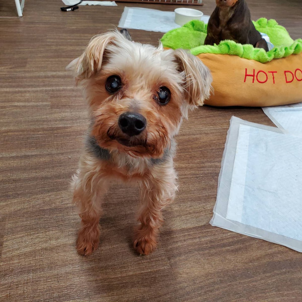保護犬カフェ 西八王子店 على تويتر ういちゃんおいで 写真を撮ろうと思ったら あわわわわ 愉快な仲間達が押し寄せ流されていくういちゃん その後はいつも通り ベッドを探してすやすや お問い合わせはお電話で 042 519 3452 保護犬カフェ西