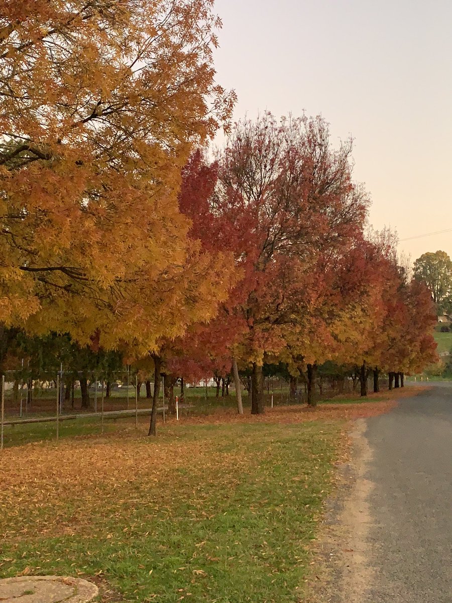 Jaynegill15's tweet photo. Had the pleasure of sitting in on a zoom meeting with the staff at Tumbarumba Public School today. Love my job. https://t.co/BMRC85k9Pt