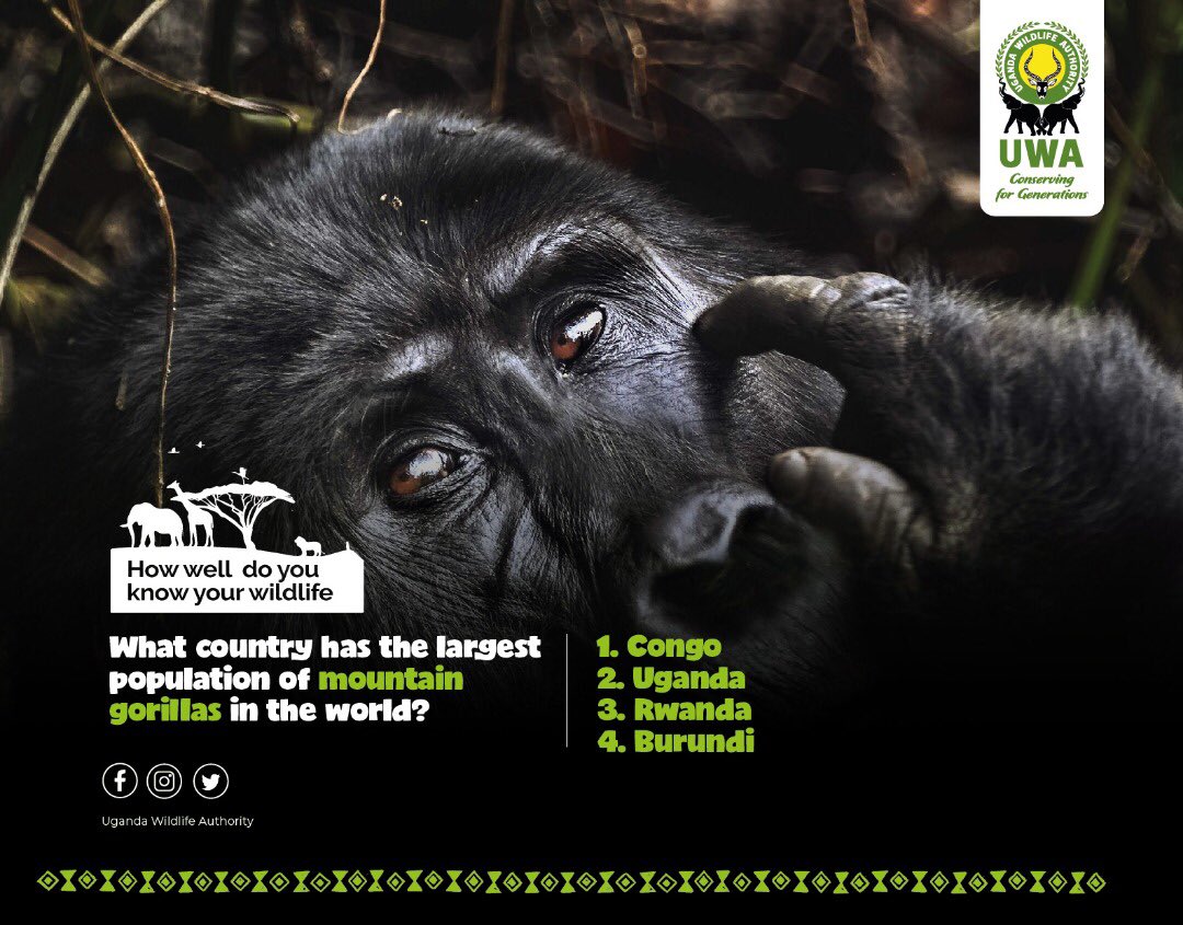 #WildlifeQuiz, because the lockdown shouldn’t end our fun!
What country has the largest population of mountain gorillas in the world? Comment with your answer. 😊