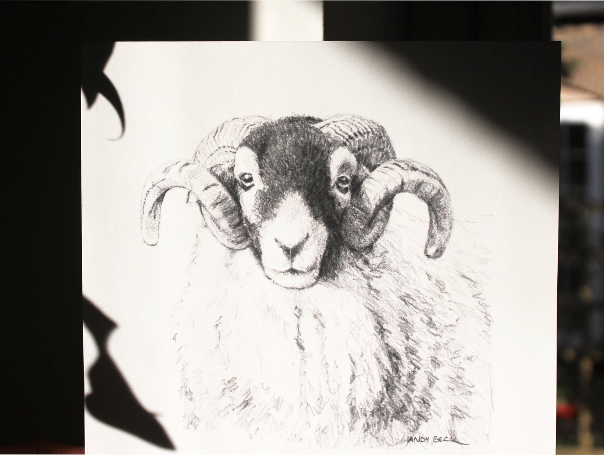 Cerberus_Print's tweet photo. We thought it'd be nice to use a few posts to showcase some of the fantastic local artists we print for. Here's a magnificent Swaledale Tup by @andybeckimages.

#fineart #fineartprint #gicleeprint #swaledale #swaledalesheep #yorkshiredales #kirkbystephen https://t.co/of5jOKrbGA