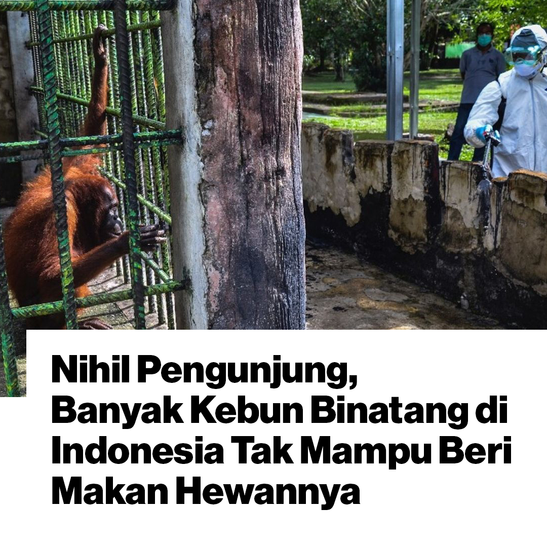 VICE_ID's tweet photo. Absennya pemasukan dari pengunjung selama pandemi membuat kebun binatang kesulitan membeli makanan hewan. https://t.co/XHkqJ6TvAc https://t.co/kd2144jrnb