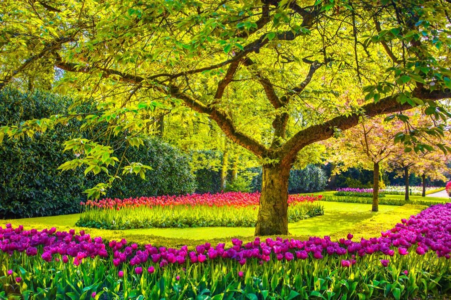 Wanna know when you can see those beautiful Tulips in the Netherlands. Check out this blog post about the best travel time to visit the Netherlands.

alwaysaroundtheworld.com/netherlands/be…