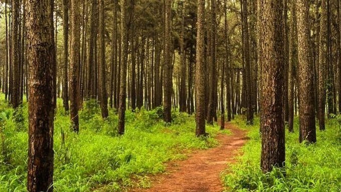 9 Ngwo Pine forest - Enugu State