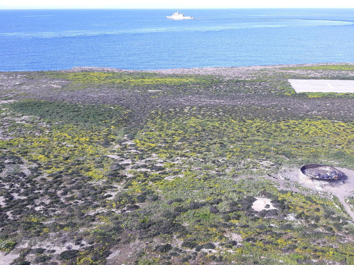 El #plandedunas visitó #isladealboran para el seguimiento de tres especies amenazadas endémicas de la isla: el jaramago de Alborán (Diplotaxis siettiana;EN), el botoncillo o manzanilla gorda de Alborán (Anacyclus alboranensis;VU.) y el azuzón de Alborán (Senecio alboranicus ;VU)
