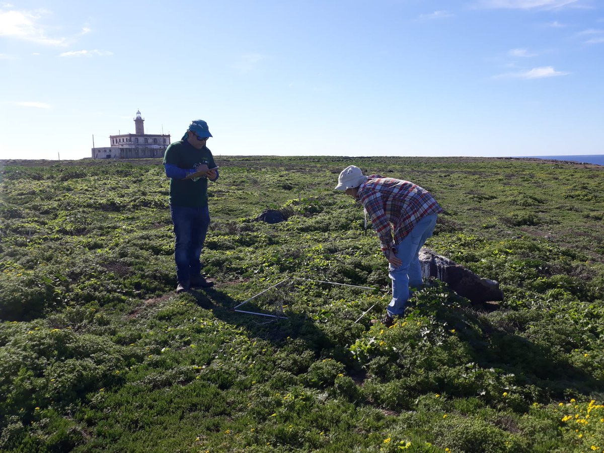 Conhabit's tweet photo. El #plandedunas visitó #isladealboran para el seguimiento de tres especies amenazadas endémicas de la isla: el jaramago de Alborán (Diplotaxis siettiana;EN), el botoncillo o manzanilla gorda de Alborán (Anacyclus alboranensis;VU.) y el azuzón de Alborán (Senecio alboranicus ;VU) https://t.co/bQ0gdieszw