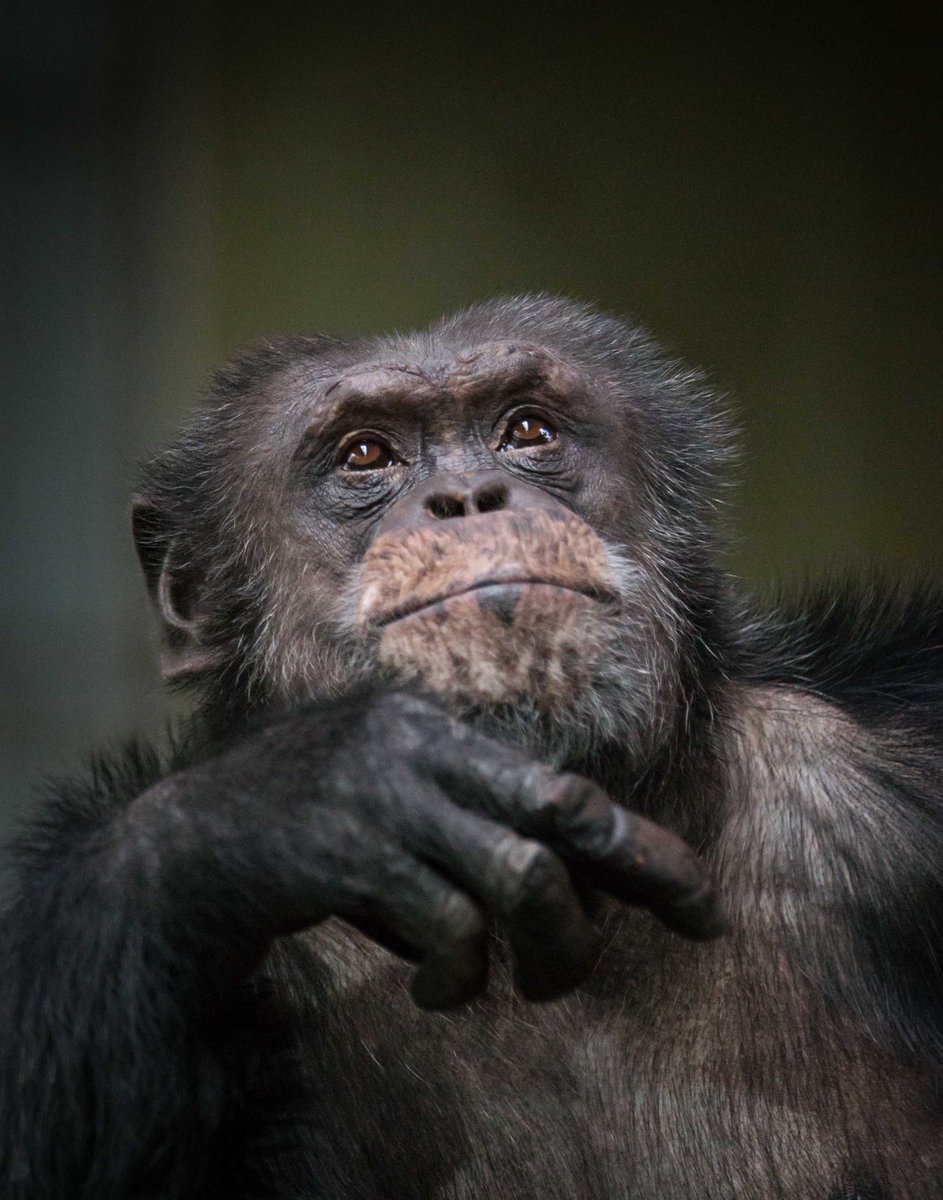 CopenhagenZoo's tweet photo. Our newest #genomic research, offers novel ways to fight the #illegal #trade of #chimpanzees with a #OnePlanApproach, that ties together #conservation efforts in #zoos and on the ground🤝

📰 https://t.co/3PJsEdEbZj
📸 @FRonsholt https://t.co/QU0pfJxnvK