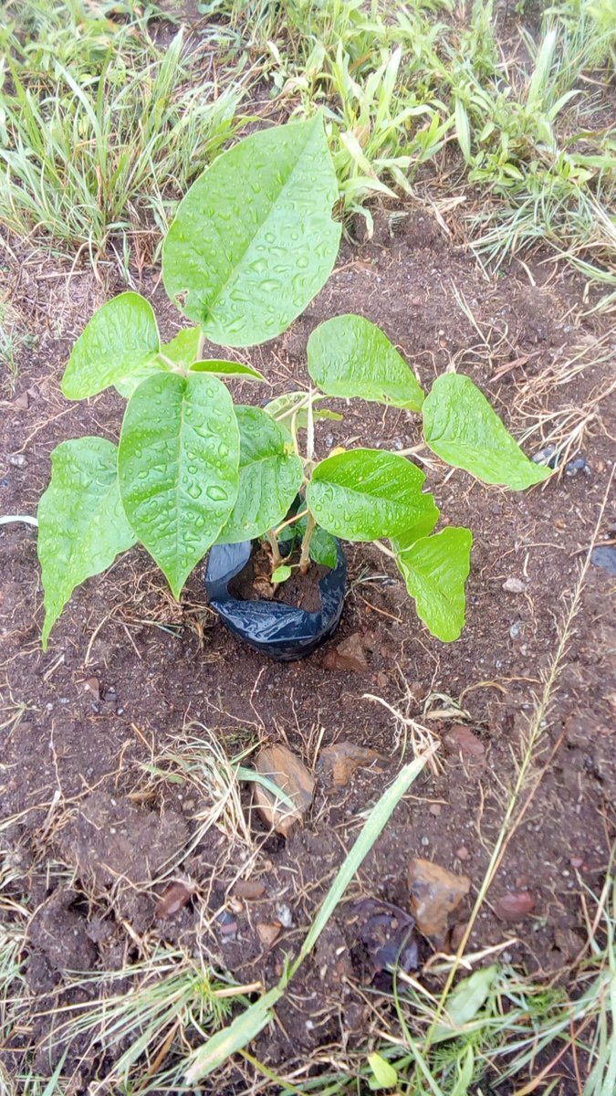 HE_Villaedge's tweet photo. #renewableenergy 

To give real service you must add something which cannot be bought or measured with money, and that is sincerity and integrity.

#TuesdayTruth
#GoGreen
#GreenCulture 
#AdoptATree
#AdoptLife
#TogetherWeCan
#BuildTheFutureToday https://t.co/HE1pfuVutp