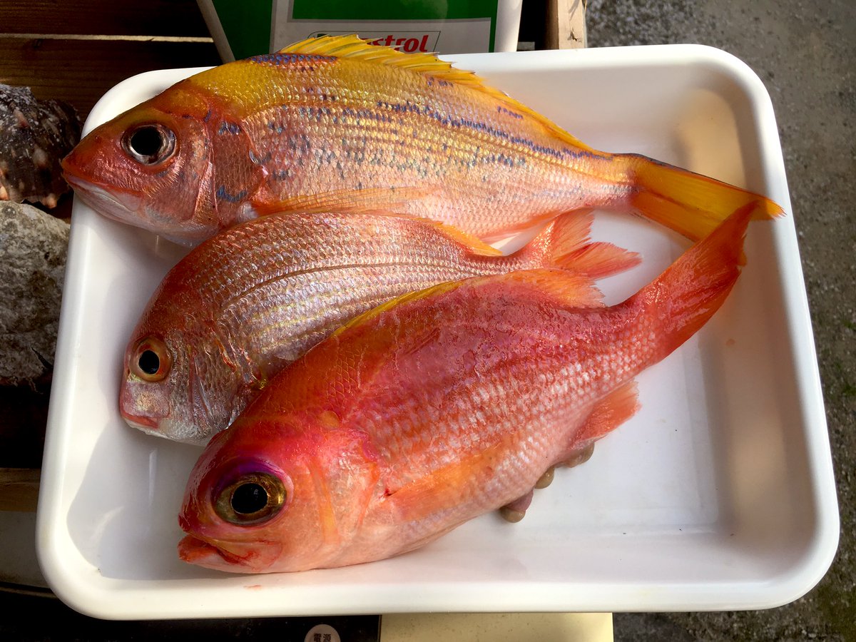 ユーグ レナ 今朝は職場に56キロのナポレオンフィッシュが水揚げされた そしてお楽しみ 今宵の肴は昨日頂いたホタ アオダイ の刺身 あと今日頂いたタマガシラにレンコダイ アマダイ ハナフエダイ は刺身と炙りにした 炙りはやはり最高の酒友