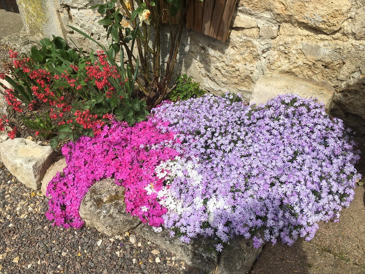 poln52's tweet photo. « Sois comme la fleur, épanouis-toi librement et laisse les abeilles dévaliser ton cœur ! » (Râmakrishna). Bonne semaine à toutes et à tous, nous pensons très fort à vous depuis La grange 🏡 #Marac #HauteMarne #GrandEst ! 👋😘 https://t.co/Op7Q0X9KZM