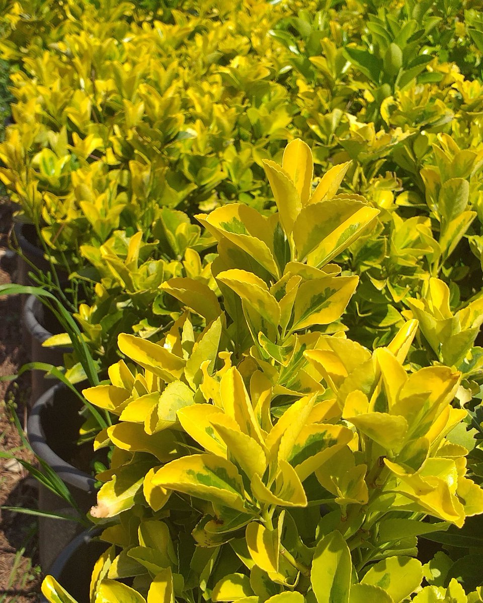 EgeparkK's tweet photo. Güneşten daha parlak ☀️💫 Her boy Altuni taflan (Euonymus Japonica Aurea) bahçenizi güzelleştirmek için Egepark Fidancılık'ta.
#euonymus #taflan #altunitaflan #goldtaflan #peyzaj #bitki #çiçek #ağaç #doğa #nature #landscape #bahçe #botany #botanik #fidan #fidancılık #istanbul https://t.co/6I2LfOpLAD
