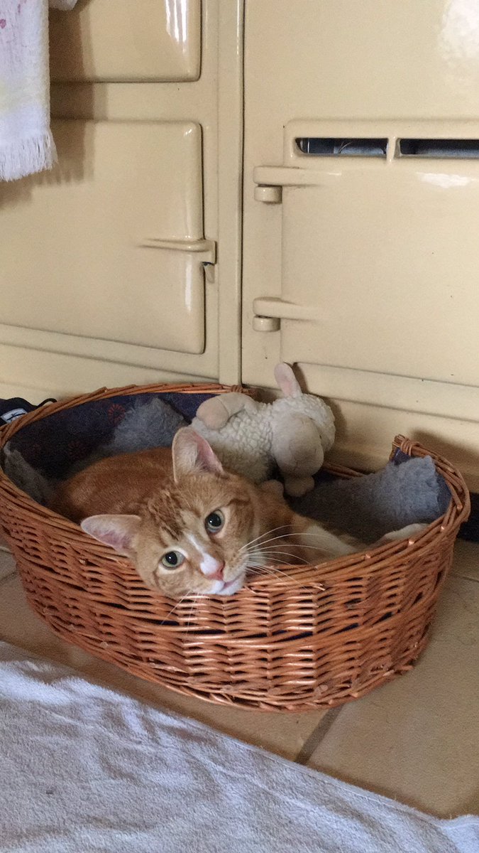 louhaley's tweet photo. Basket-case ππ#Colin2 https://t.co/7jvqyWqOkK