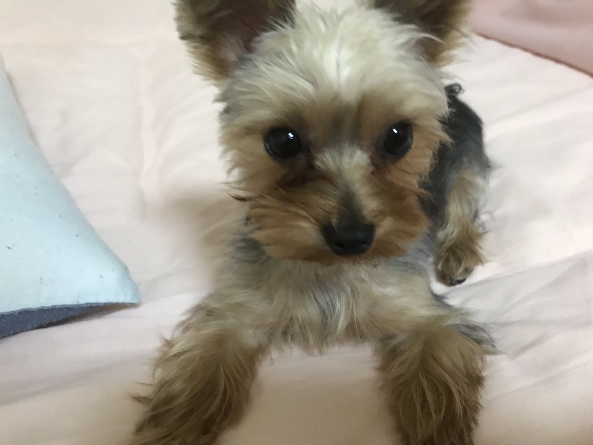 えまさん ヨーキー かわいいねぇ ヨークシャテリア 可愛い T Co Hkmseopwqs Twitter