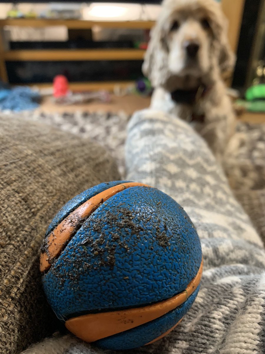 Apparently Mum doesn’t appreciate the muddy ball I have just placed delicately in her foot😳