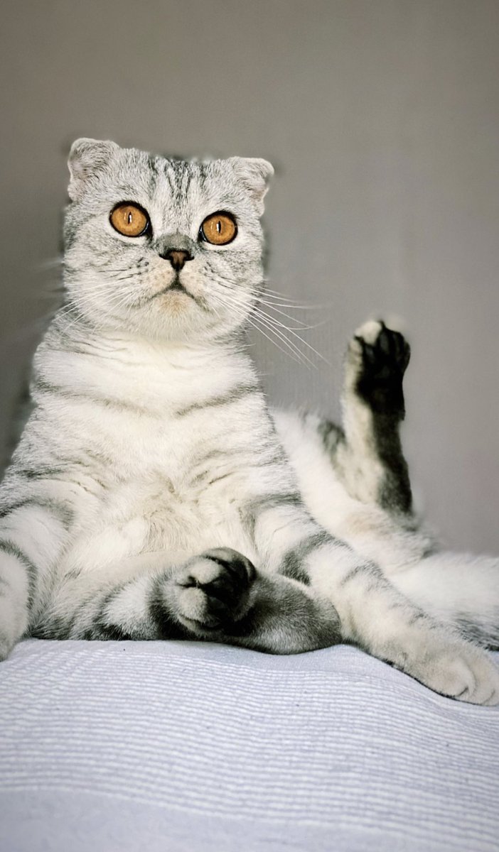 tintinescurel's tweet photo. Major cat fever for weeks noooow 😻😿 lil bebeeee huhu https://t.co/FHUsvMQgGW