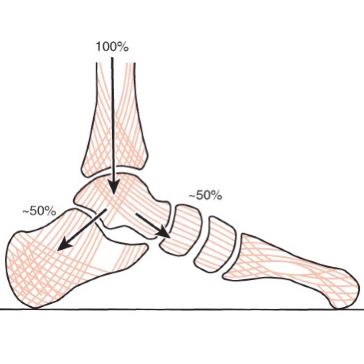 PhysioOsteoGram's tweet photo. TRABECULAR SYSTEM 
⠀
[BIOMECHANICS &amp; TENSEGRITY]
⠀
The bones of the body are not totally solid objects like stone columns. They are, however, similar to reinforced concrete in their internal design. Like all tissues… https://t.co/SUJtqlqBAF… https://t.co/PmGFdYr3fo