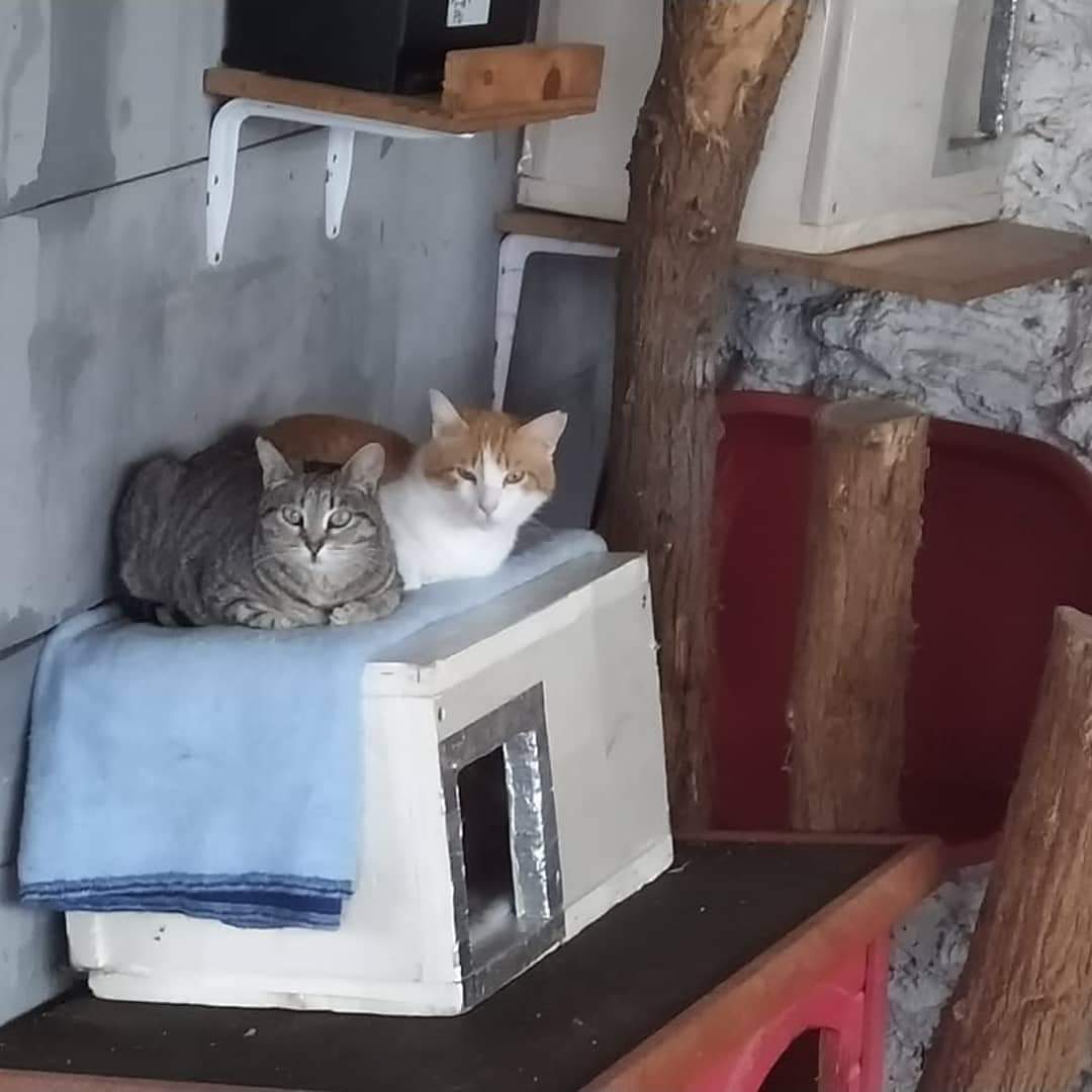 Animalets La Llagosta tweet media