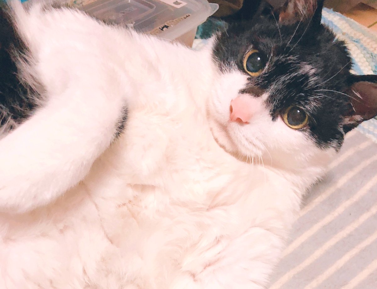 Joy3cats's tweet photo. 잘 때는 아무리 건드려도
꼼짝 안 하는 까뮈할배인데
간식만 꺼내면 자다가도 벌떡!👀
15살이어도 줄지 않는
불타는 먹성 소듕해💕👍🏻
#nthroom_arrest
#nthroom_stopᅠᅠ
#nthroom_out https://t.co/52xZSDCyx1