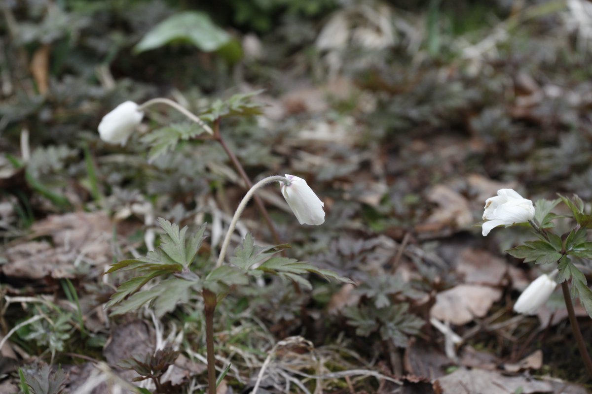 quzillayama's tweet image. 小樽よいとこを見てるだけでほほが緩んでくるなー。
早く行きたいなぁ。

#小樽よいとこ #小樽酔いとこ