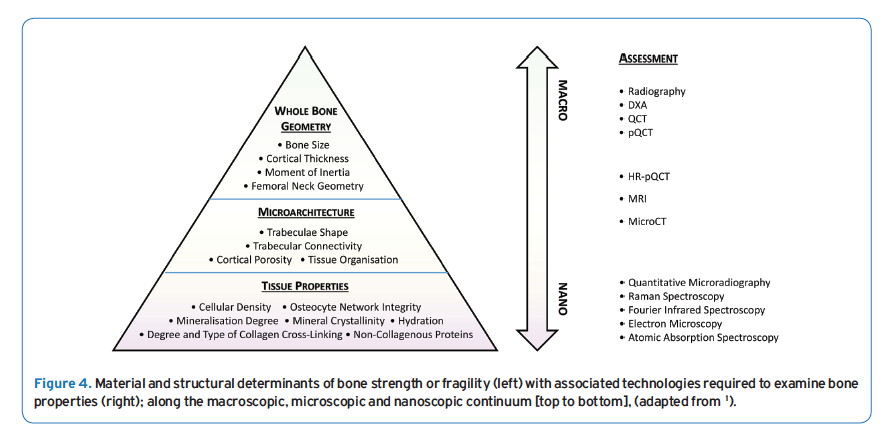 DrNicolasHart's tweet photo. In Press -> Our @WABRC review: "Biological Basis of Bone Strength" exploring anatomy, physiology and measurement - a companion to our 2017 Bone Mechanics review - published at @TheJMNI:  https://t.co/ExzJWtdVSZ, with @ProfRobNewton @DocSoph @DrChiversPaola @Jocelyn45116120 et al. https://t.co/pJUl7NHWwb