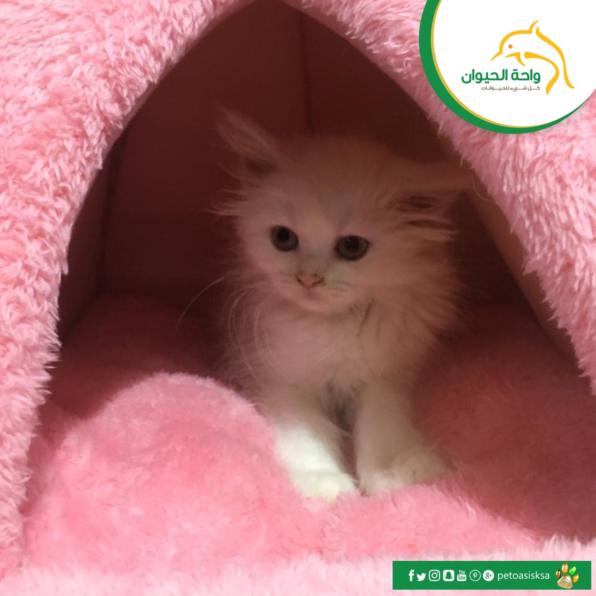 دوام واحة الحيوان في رمضان تويتر