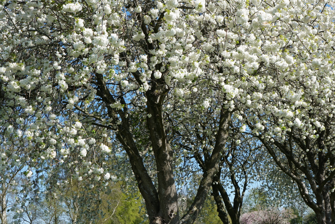 DiscoverCarlisl's tweet image. “One of the most beautiful aspects of #Carlisle in #Cumbria is its wide variety of trees, growing majestically, within some very special and historic #parks.”

See local artist Robin Oliver’s latest article as he looks forward as hope blossoms - robinoliverartist.co.uk/2020/04/Celebr…

#Spring