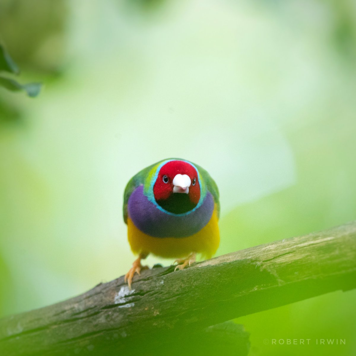Poised and ready to face the rest of the week! Our gouldian finches are like flying rainbows🌈  📸: <a href="/RobertIrwin/">Robert Irwin</a>