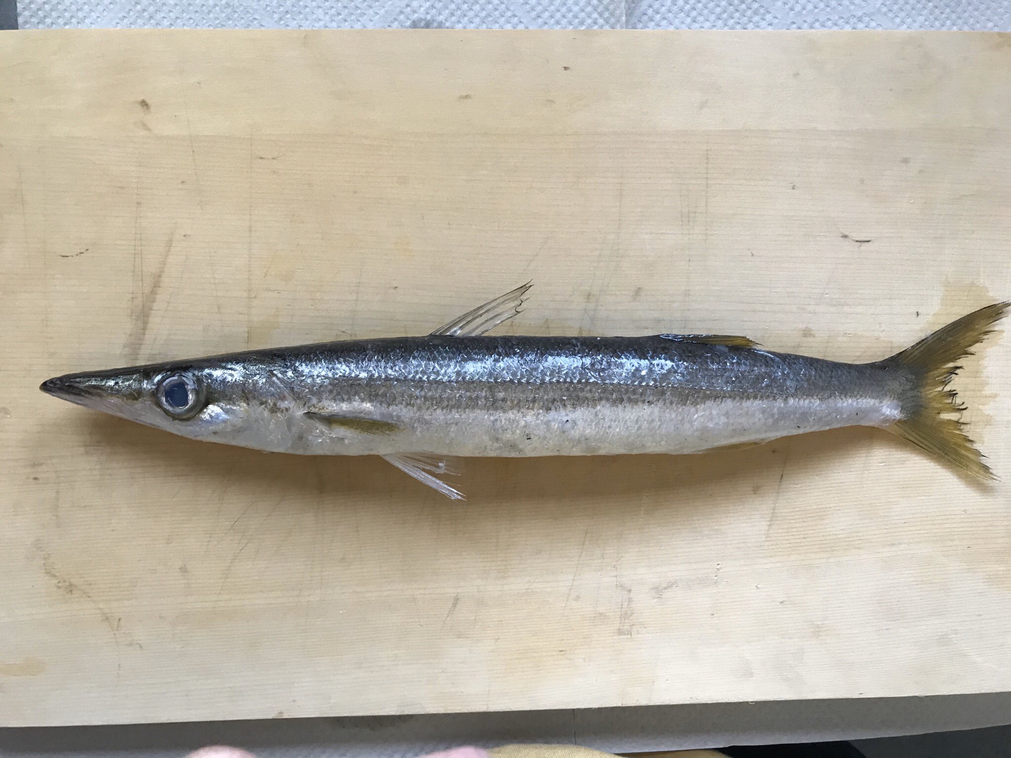 はやと はやとちゃんねる 本日のお魚はアカカマス ホンカマス でした スズキ目カマス科アカカマス ホンカマス ヤマトカマス ミズカマス との見分け方は鱗 色 腹びれの位置です ヤマトカマスの腹びれはアカカマスよりもっと尻尾側についてます