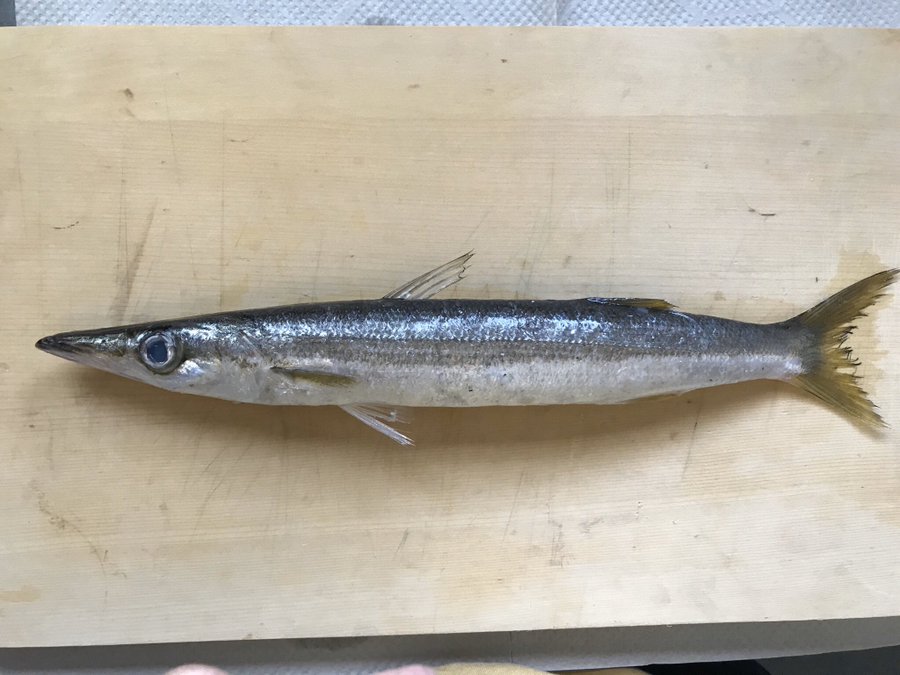 青空レストラン アカカマス 通販の値段は 乾杯料理は湘南スパイシーオイル アクアパッツァで 通販部