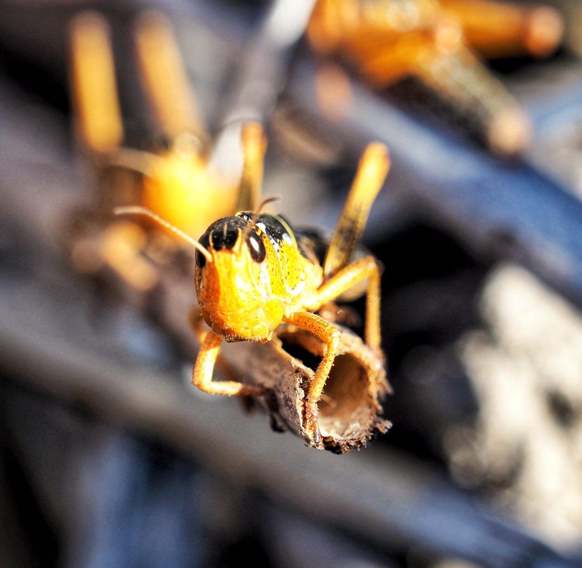 WeAreWilderness's tweet photo. #ThePowerOfSmallThings creatures that are often overlooked by safari-goers in favour of some of the larger, more iconic wildlife species.
#MomboCamp had some great small sightings today
Images by Megan Van Der Merwe
#WeAreWilderness https://t.co/zqzdZ74vnm
