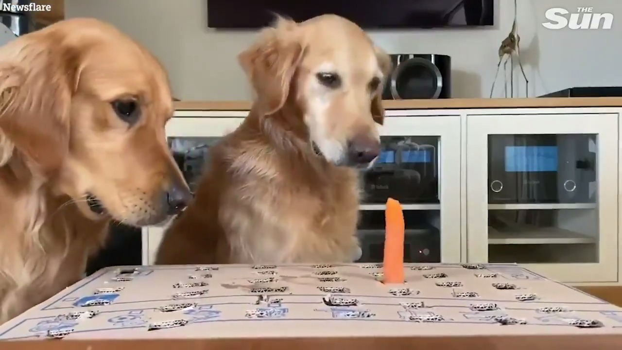 The Sun on Twitter "Dogs chomp for carrots in homemade whackamole