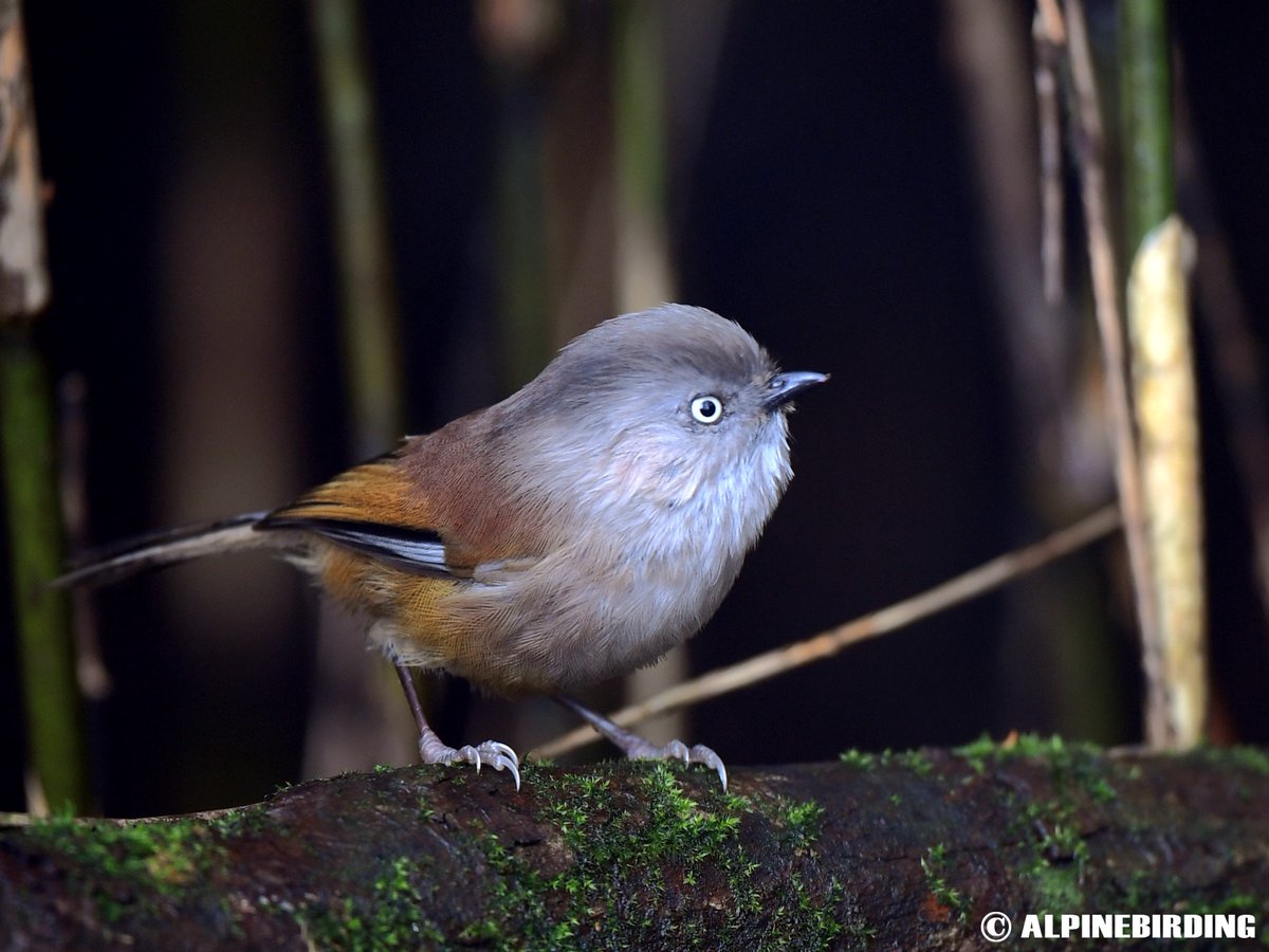 AlpinebirdingT's tweet image. Grey-hooded Fulvetta(Fulvetta cinereiceps)
Medium-sized (12cm) fulvetta with a grey head and white eyes. This photo was taken in Sichuan, China, in June 2019. 
#birding #BirdsofPray #birdwatching #birdphotography #birds #BirdTwitter #bird #nature #naturelovers