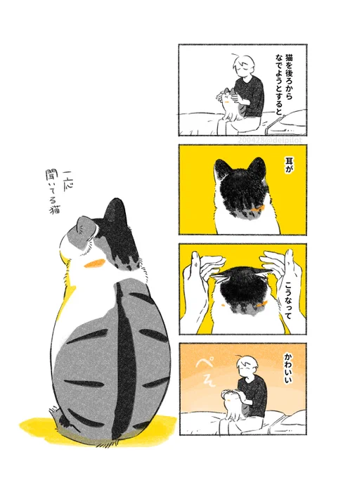 耳ぺそ猫 