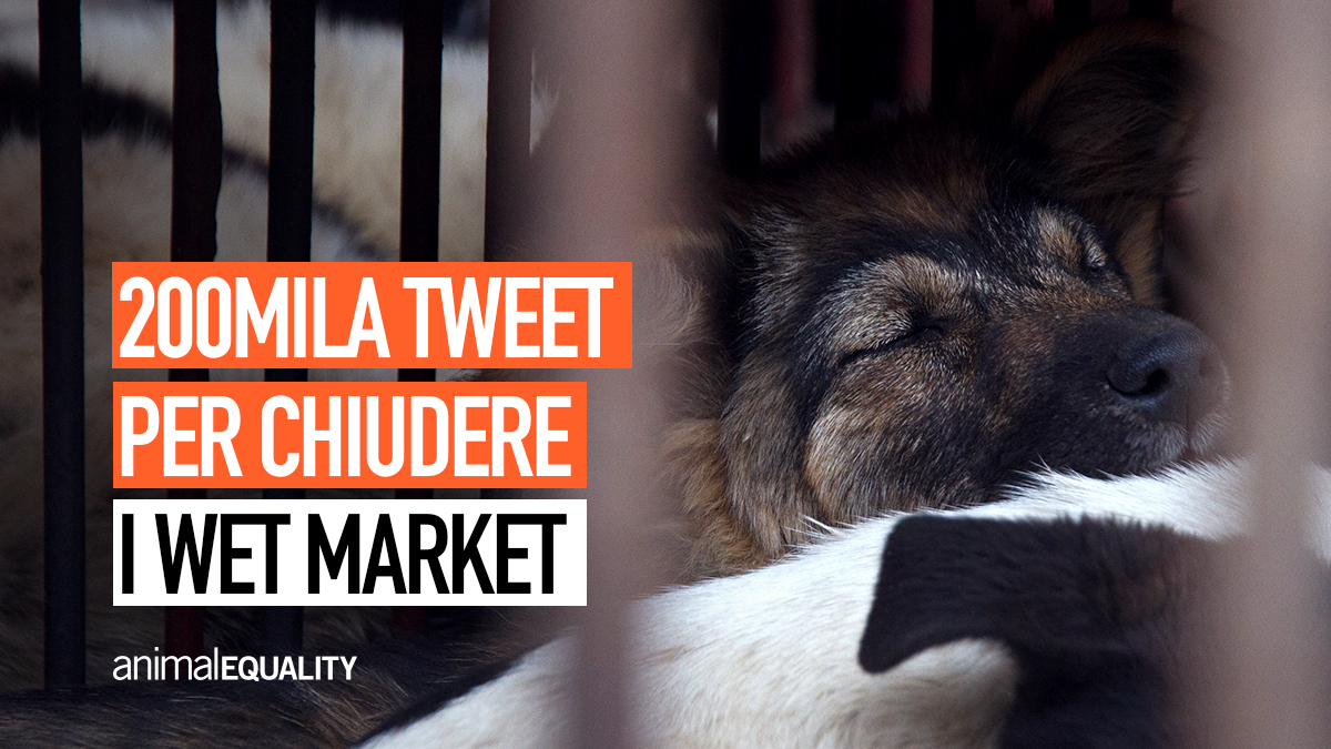 AE_Italia's tweet photo. Grazie a tutte le persone che ieri hanno partecipato al tweetstorm rivolto alle Nazioni Unite per chiedere il bando globale dei wet market! Il risultato è stato incredibile!

Ora l'@UN risponda alla nostra richiesta: è ora  di chiudere i wet market per sempre!
#LetsBanWetMarkets https://t.co/1vVllmr6KY
