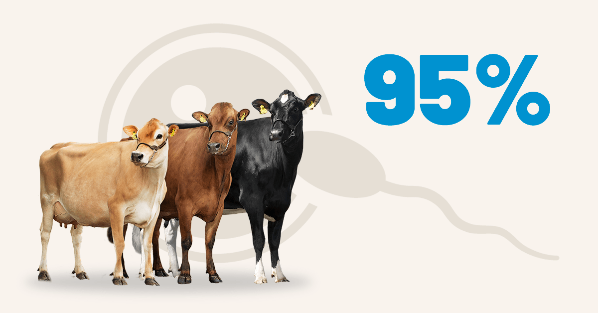 VikingGenetics's tweet photo. With 40 years of systematic data collection, our daughter fertility index is based on high-quality data. Today, 95% of cows in Denmark, Sweden and Finland contribute to registers for daughter fertility. Learn more online: https://t.co/44NUUgLX9g #vikinggenetics https://t.co/vFkCpq5QX4