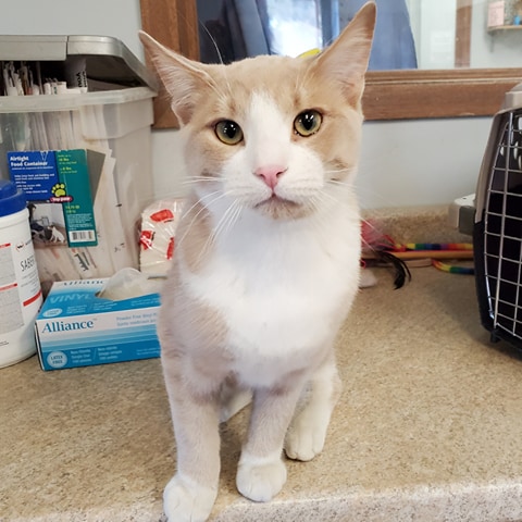 ssmhs's tweet photo. Meet Ebner a super sweet, playful young guy who is looking to find a home where he can have all the attention in the world!
View his profile to learn more:
https://t.co/20iuIMveVd https://t.co/KkvN7BCsvk