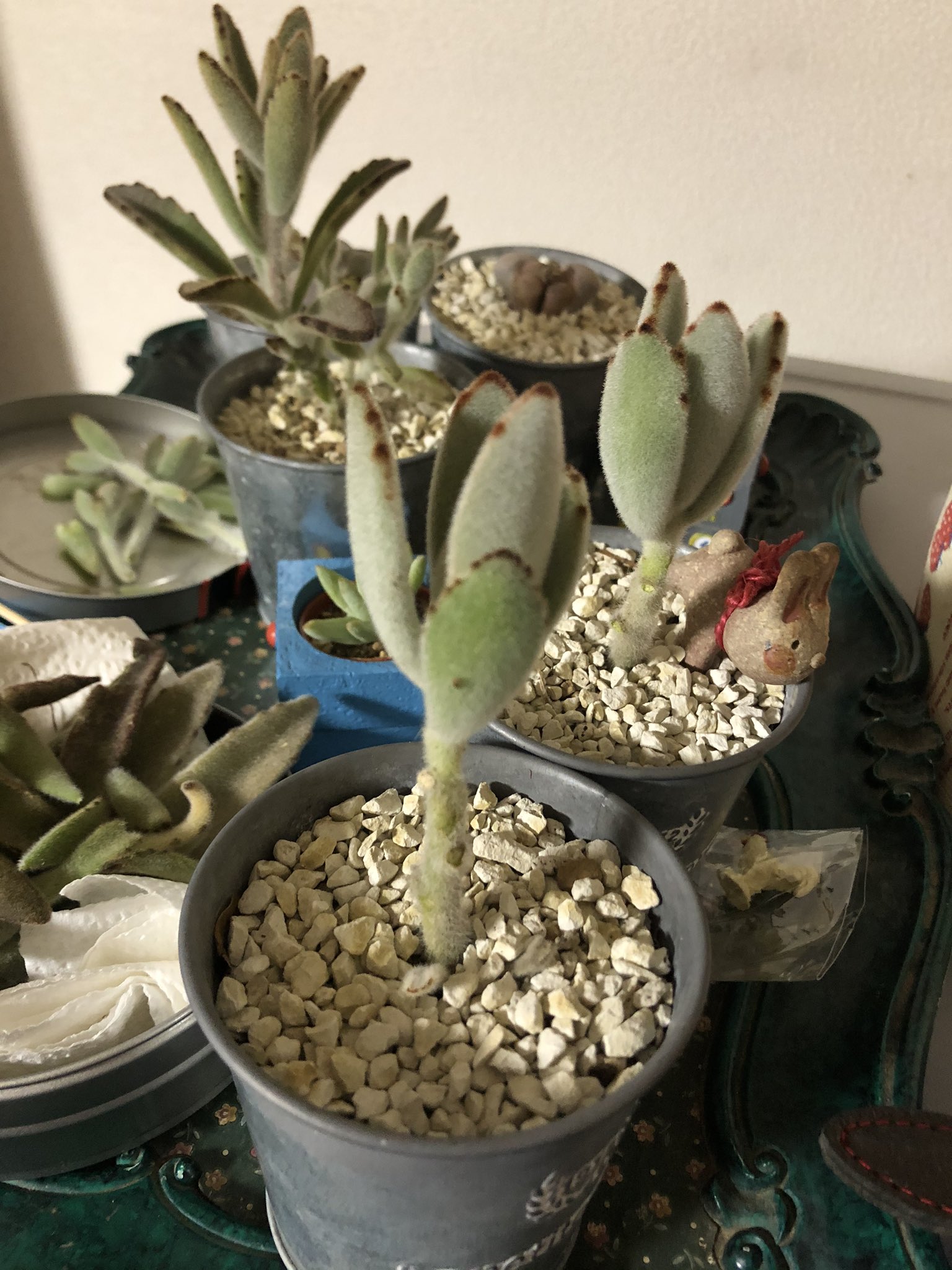 よつ お店で買い求めた時から徒長し放題ボーボー月兎耳とチョコレートソルジャーは 今回の雹でボコボコのダメージを受けたので葉挿し用に毟りに毟ることに 背は高すぎるけどスッキリはしたね あとは切り詰めて植え替えだ