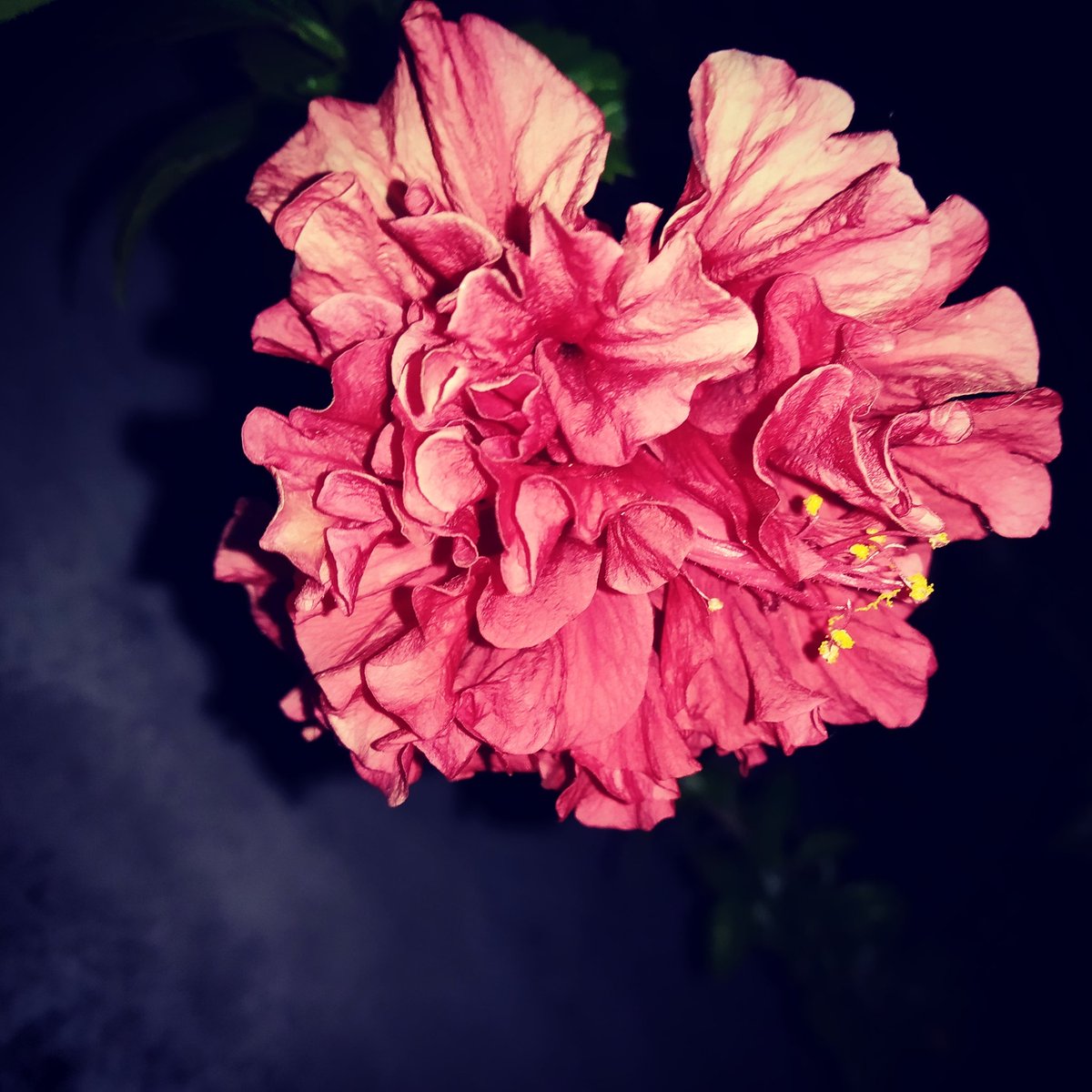 Mere ghar ke gudahal 🌺

#DoubleHibiscus #Hibiscus #IndianHibiscus #Gudahal
#flowers🌸 #flowers #flower
#naturelovers #naturephotography
#shotonsamsung #flowerlovers #instagram