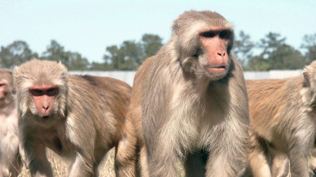 PedritoExtranja's tweet photo. Sinovac vacunó a 8 Macacus Rhesus que comparten el 93% de su ADN con los humanos. Luego les inyectó COVID. Ninguno de los animales presenta luego de varias semanas ningún rastro de contagio, es decir, funciona.
La vacuna ya se está probando en humanos. https://t.co/LF704STXcT