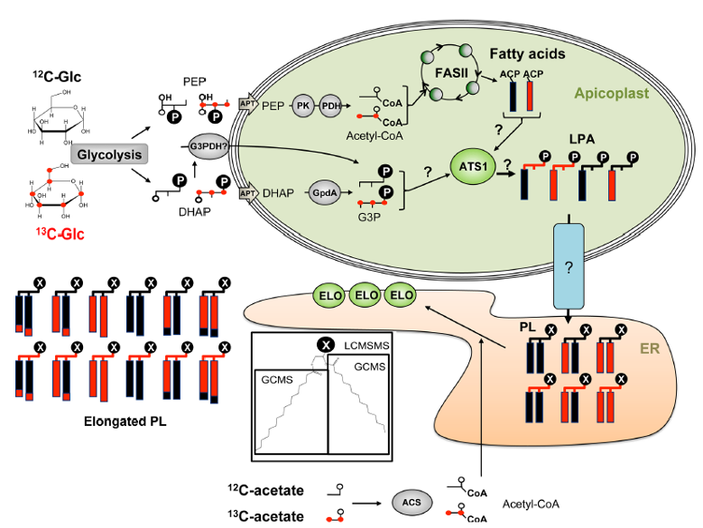jlipidres's tweet photo. We used 13C labelled glucose to monitor #FASII activity to show FASII FAs are assembled into LPA combined to host fatty acids as the central precursor for bulk #phospholipid synthesis fueling all #parasite #membrane #biogenesis @souadamiar @PLOSPathogens https://t.co/kwhvPb1voa https://t.co/p7Fj2Igki5