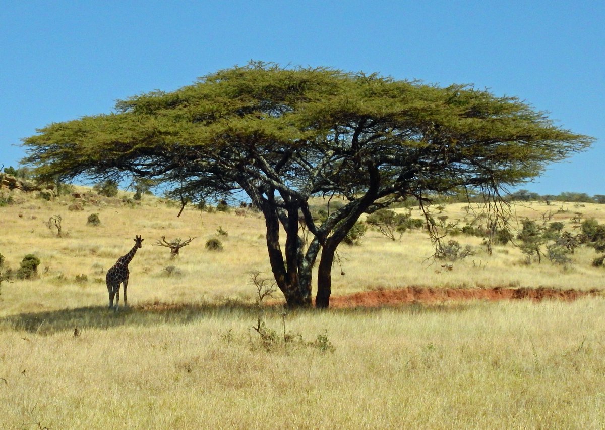 TeachitGeog's tweet photo. We've got another FREE #homelearning resource on ecosystems for you. This time explore the African savanna grasslands - the climate, benefits of wildfires and adaptations of plants and animals. 🦓🦒🦁 https://t.co/Lj6PHqzIrq

#geographyteachers #geographyathome https://t.co/KILBK78wS1