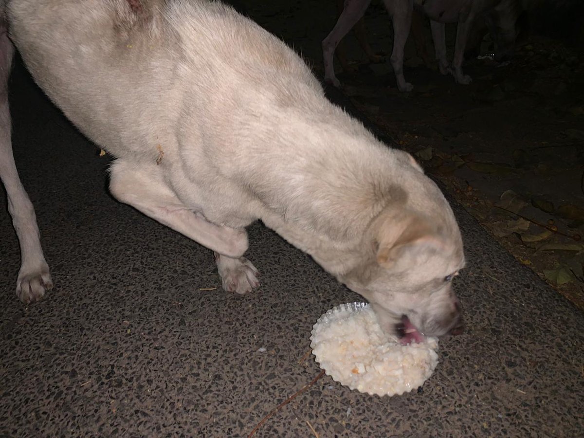 Day 27 for us to share food with strays. The shopkeeper from whom we buy disposable plates refused to take money this time saying his small contribution for the cause.  Faith in humanity is restored with such gestures. 

#Lockdown2 #FeedingStrays #HumanityForward #Foodforstrays