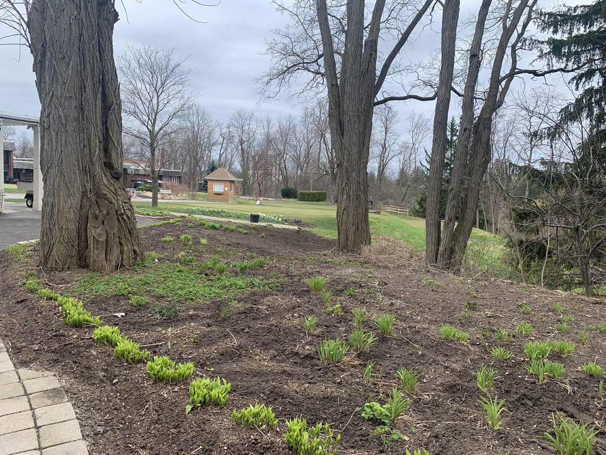 ExtremeGardenin's tweet photo. Shade garden behind @ThornhillClub ProShop is coming back from winter hibernation. Forecasted rain for tomorrow and rising temperatures should accelerate the process. https://t.co/KRPmJ2bFxT
