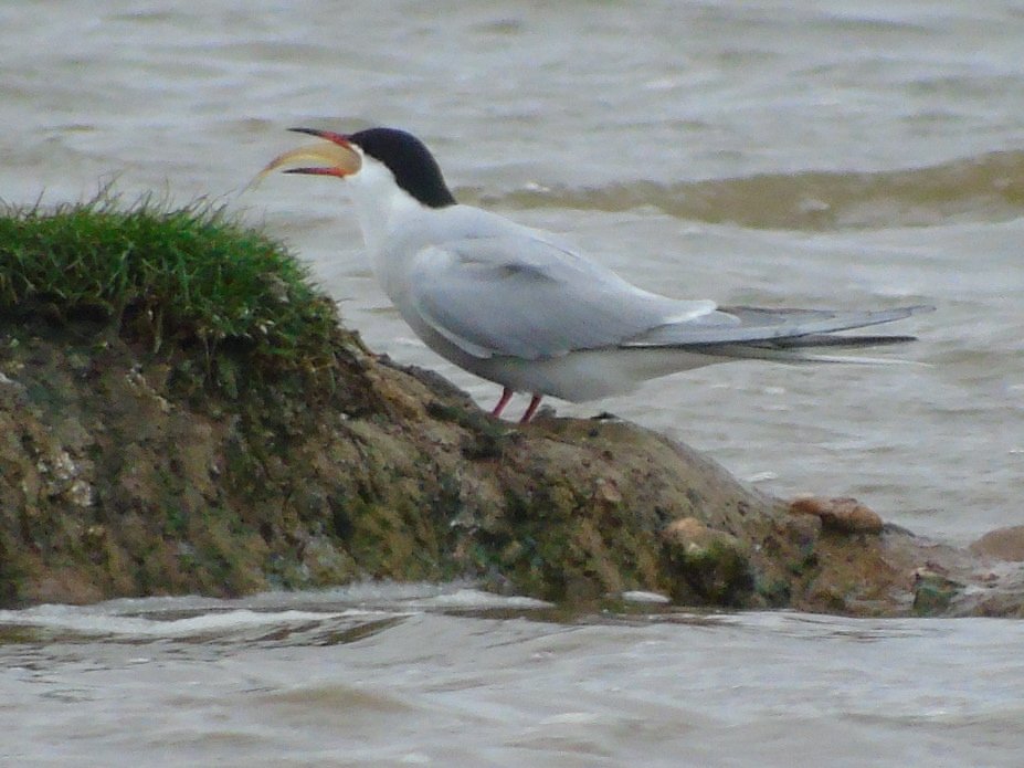 FerryBirder's tweet photo. A dreary day @KentWildlife #OareMarshes @Birdwisenk today.
Couple of hours sat in the car #isolation #SocialDistanacing looking over #Eastscrape #CommonTern fishing,caught what looked like a #Smelt..the usual #Avocet #Curlew #Blackwit etc .10 cars in carpark....dogwalkers! https://t.co/RbnpSNrtG5