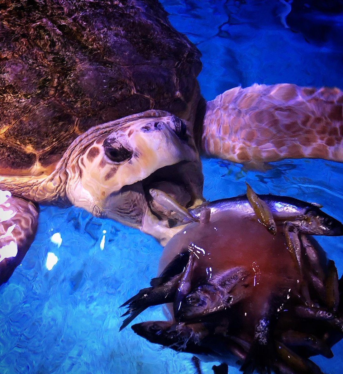 NewportAquarium's tweet photo. Denver enjoys ice blocks with some of his favorite treats for both fun and food. Thanks to Curator Kelly for showing us this enrichment. #ClosedButStillCaring #ClosedButStillCute https://t.co/ujgxwE9A2Z